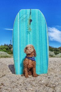 Dog standing against blue surfboard at beach