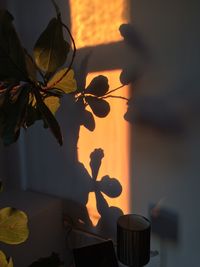 Shadow of plant on wall at home