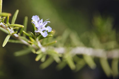 Close-up of flower blooming outdoors