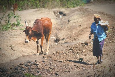 Full length of cow