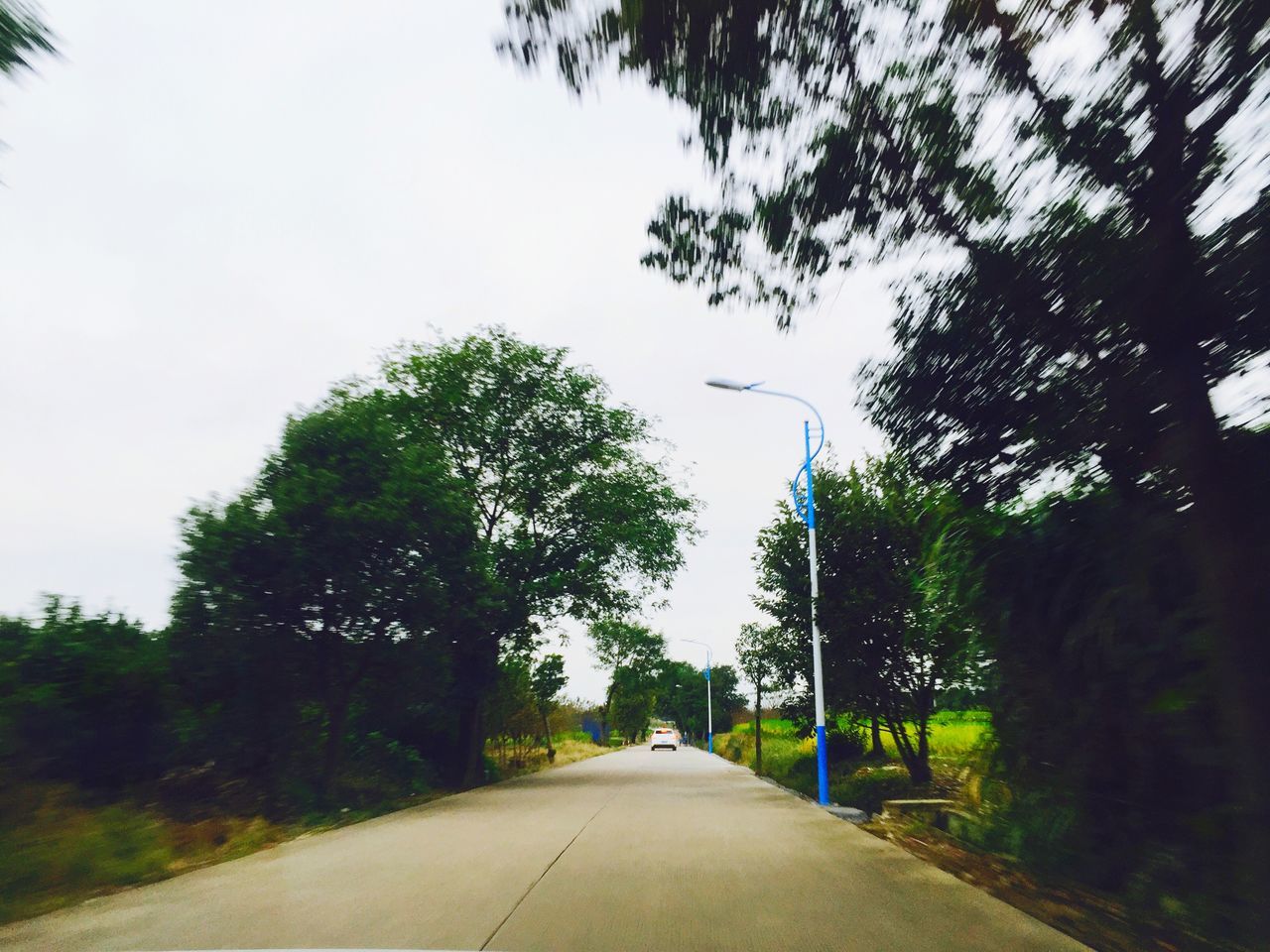 the way forward, road, transportation, diminishing perspective, tree, vanishing point, road marking, empty road, country road, clear sky, long, empty, sky, tranquility, asphalt, nature, street, day, growth, outdoors