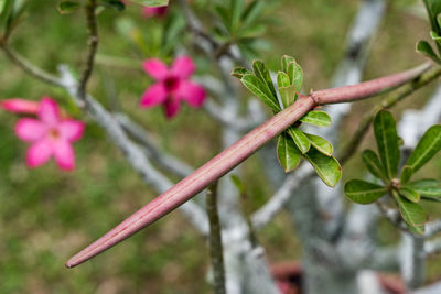 Close-up of pink flowering plant