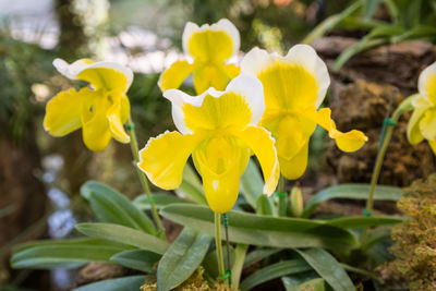 Close-up of yellow flowering plant