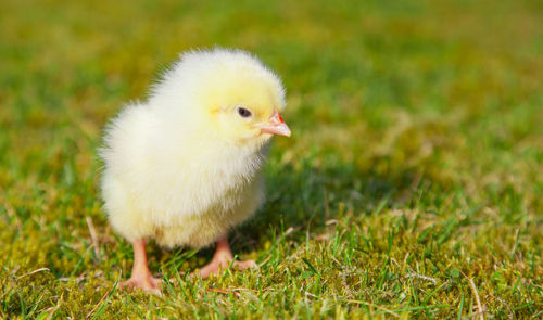 Close-up of bird on grassy field