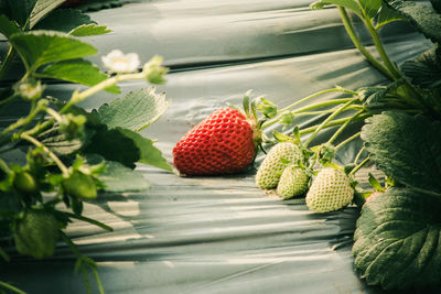 Close-up of fruits on plant