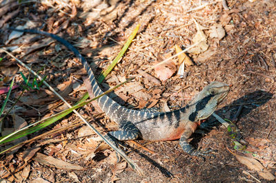 High angle view of lizard on land