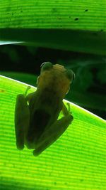 Close-up of green leaf