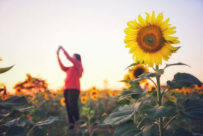 Close-up of sunflower on field against sky