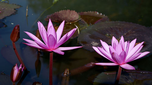 Close-up of lotus water lily in lake