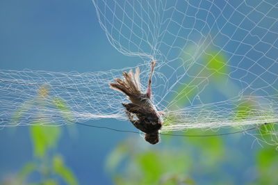 Close-up of spider on web