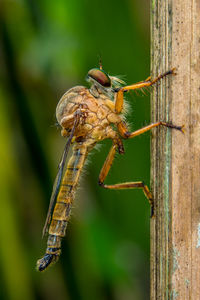 Close-up of insect on wood