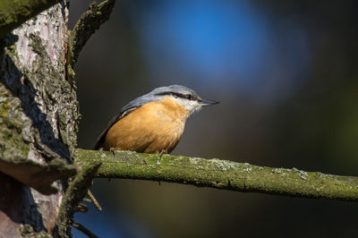 Close-up of bird perching on branch