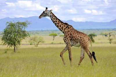 Giraffe standing on field