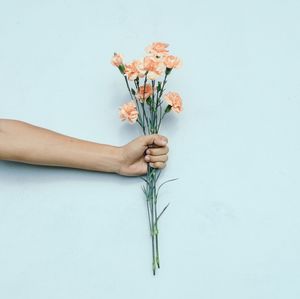 Cropped image of hand holding carnations against blue wall