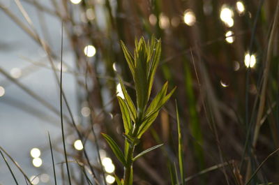 Close-up of fresh green plant at night