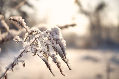 Close-up of frozen plant during winter