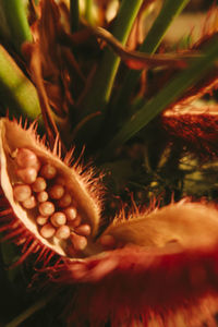 Close-up of flowering plant