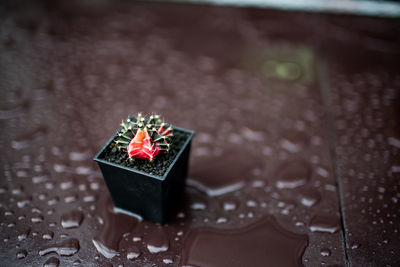 High angle view of cake on plant