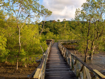 Mangrove swamp in bako national park