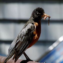 Close-up of bird perching outdoors