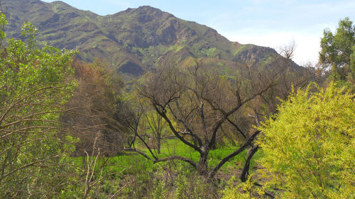 Scenic view of forest against sky