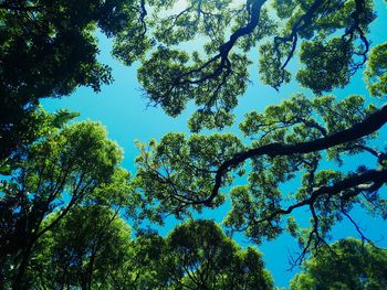 Low angle view of trees against sky