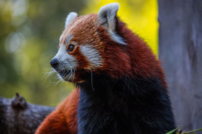 Close-up portrait of a red panda