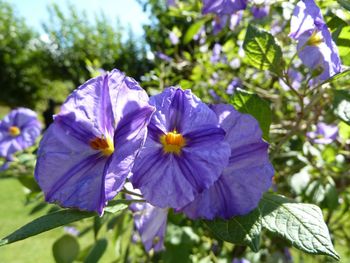 Close-up of purple flowers blooming outdoors