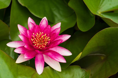Close-up of pink lotus water lily in pond