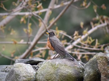 Close-up of bird perching on rock