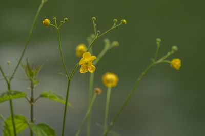 Close-up of yellow flowering plant