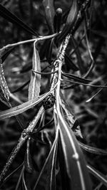 Full frame shot of plants