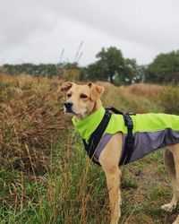 View of a dog on field