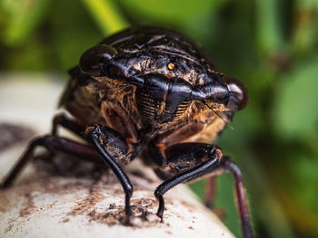 Close-up of fly