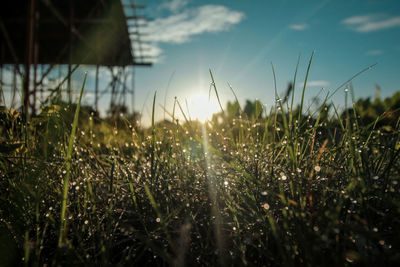 Surface level of grass on field against sky