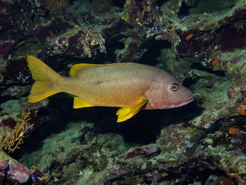 Fish swimming in sea