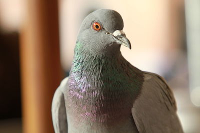 Close-up of peacock