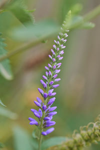 Close-up of purple flowering plant