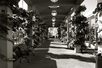 Row of hanging lights