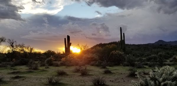 Plants growing on field against sky during sunset