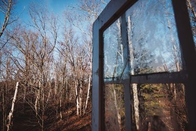View of bare trees through window