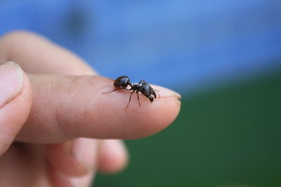 Close-up of insect on hand. ant