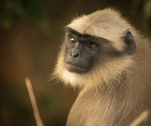 Close-up of monkey