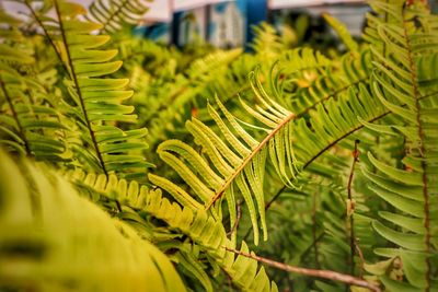 Close-up of fern leaves