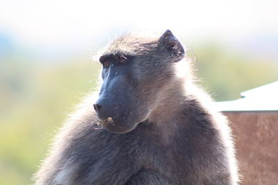 Close-up of gorilla sitting looking away