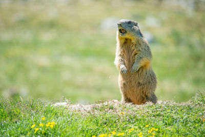 Squirrel on a field