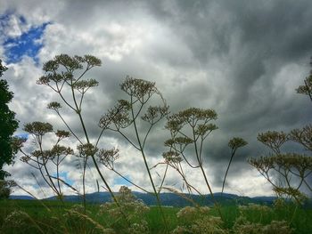Low angle view of cloudy sky