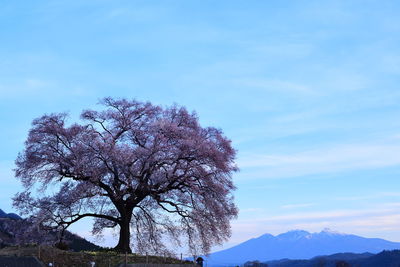 Low angle view of tree against sky