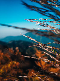 Close-up of plant against sky