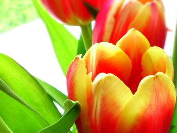 Close-up of red tulips blooming